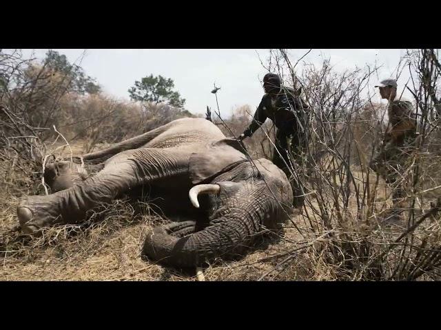 Rapid Response Saves Elephant From Cable Snare | Sheldrick Trust