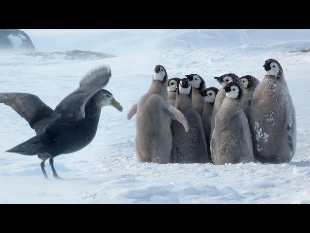 Penguin chicks rescued by unlikely hero | Spy In The Snow | BBC Earth