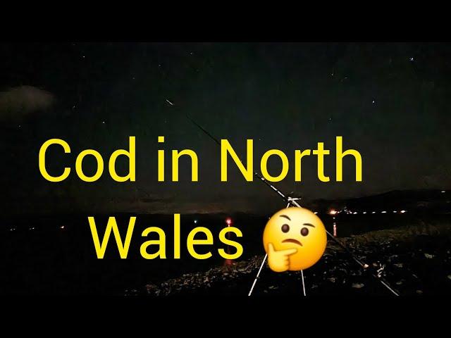 Cod fishing in north wales the start of 2024 winter | seafishing | cod fishing | bait fishing 