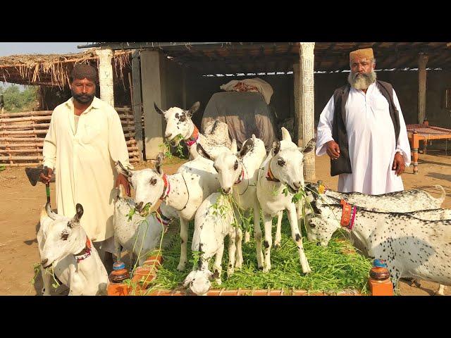 Best Barbari Goats Of Yar Muhammad | bari Goats of Sindh  | Nagra Farm