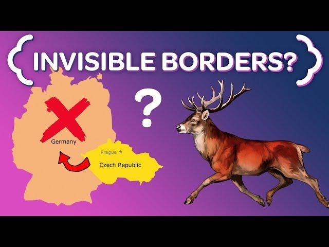 Why These Czech Deer NEVER Cross the German Border