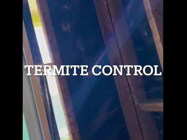 Termite control in Venice California