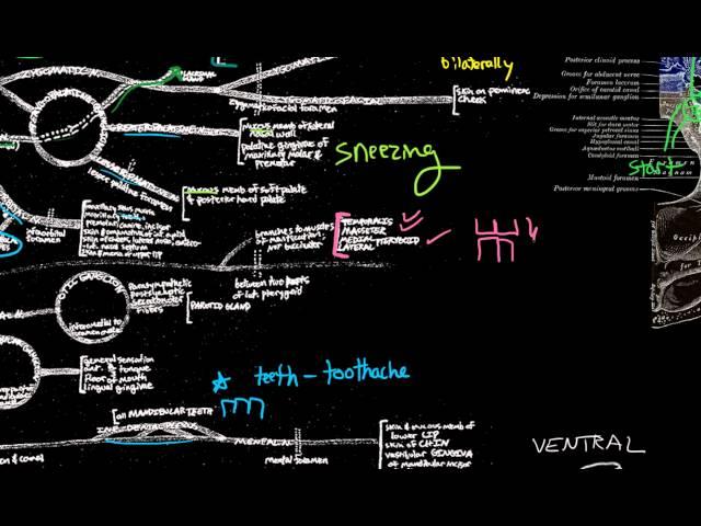 CN V - Trigeminal nerve: anatomy and clinical aspects