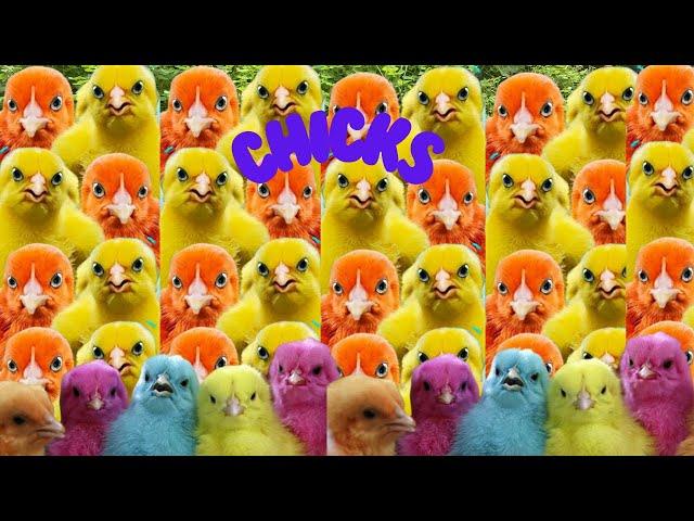 110  CHICKS Chirping Sound  ranbo chicks|  duck and rabbit  |mer pet house