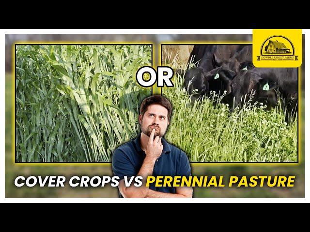 Grazing on Cover Crops vs Perennial Pasture