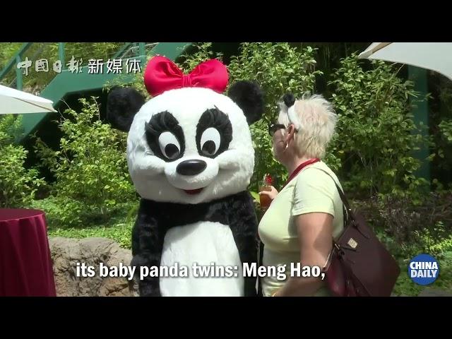 "Panda ambassadors" win hearts worldwide