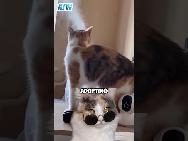 Curiosity Unleashed! Watch This Cat’s Adorable Reaction to a Mysterious Gadget 