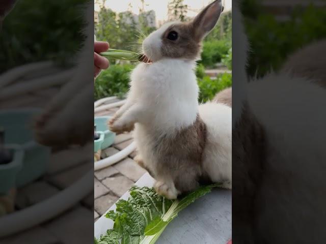 Cute rabbits stand up and eat delicious-Huihui