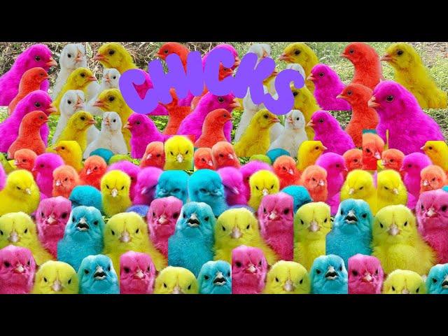 150 Pretty MURGI CHICKS Chirping Sound |  duck and rabbit  |mer pet house