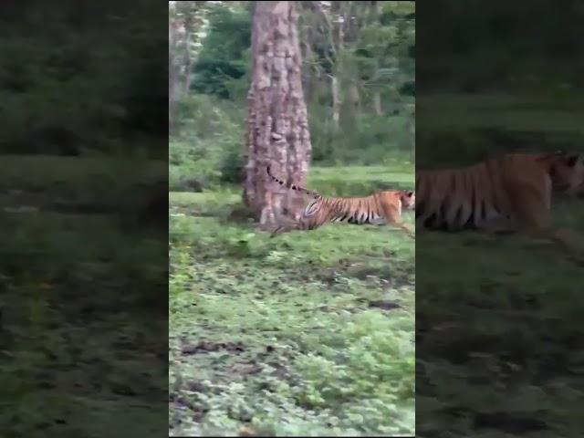 Tiger attacking Elephant at Kabini forest karnataka..