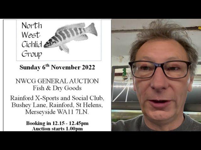 North West Cichlid Group Auction November 2022