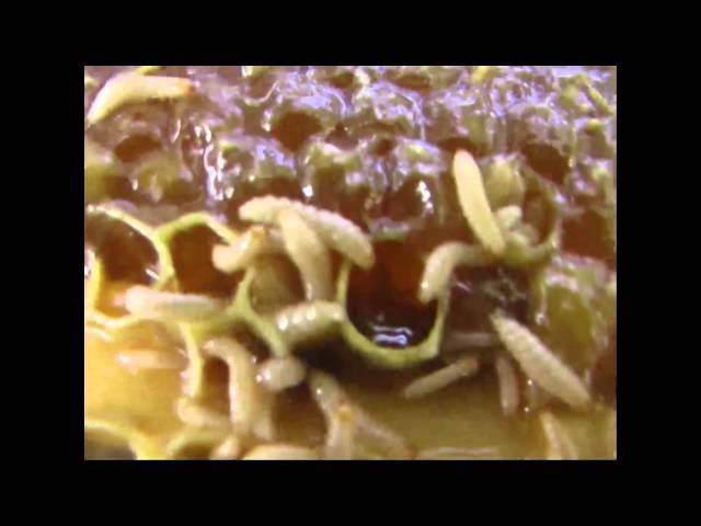 Small Hive Beetle Larva