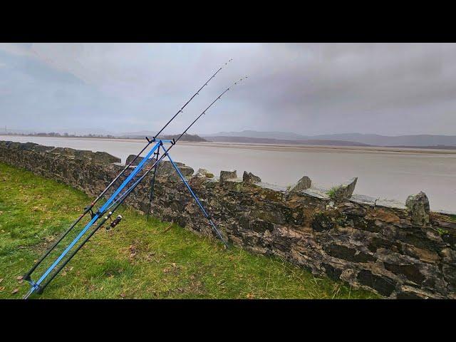 Huge Winter Flounder | River Leven | Cumbria