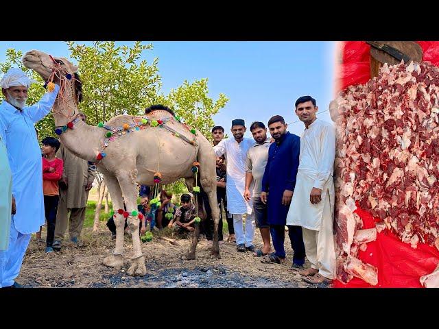 Camel Qurbani | Nawab Allah ki Rah mein Qurban Hogea  