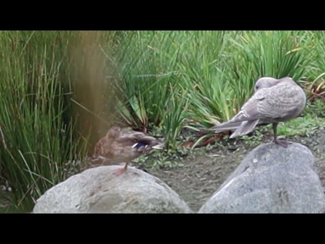 This gray gull likes female ducks