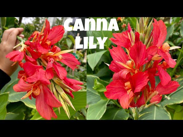 CANNA LILY: All you need to know