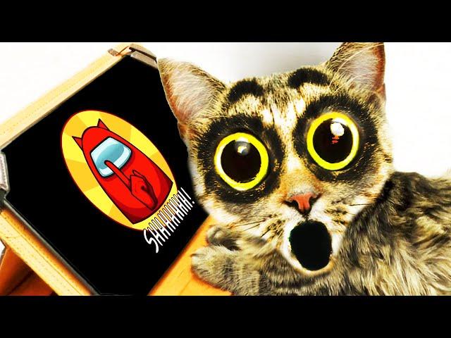 Cat reaction to All Music stories Among us Cat Nonstop Big compilation 1 hor.