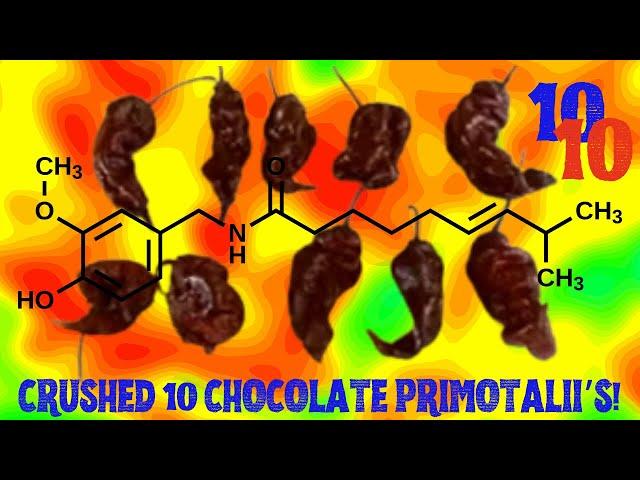 JSP KICKED 10 CHOCOLATE PRIMOTALII’s 🫏’s!