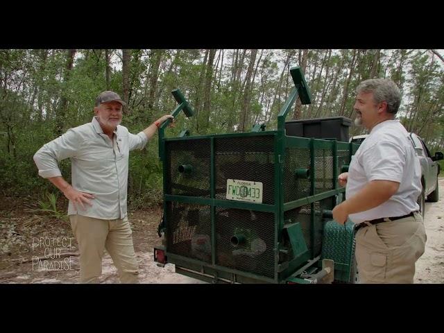 Relocating a Florida Bear | Protect Our Paradise | Discover Florida Channel