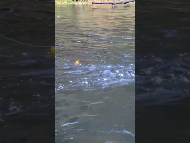 First cast BOBBER DOWN (Big Fish)