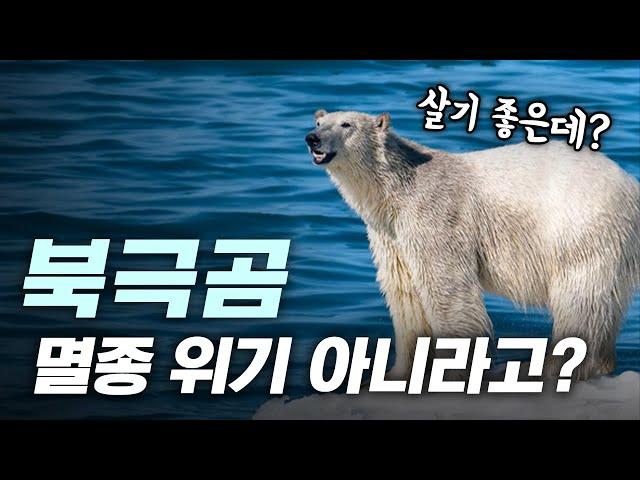 북극곰은 사실 멸종 위기가 아니라고?