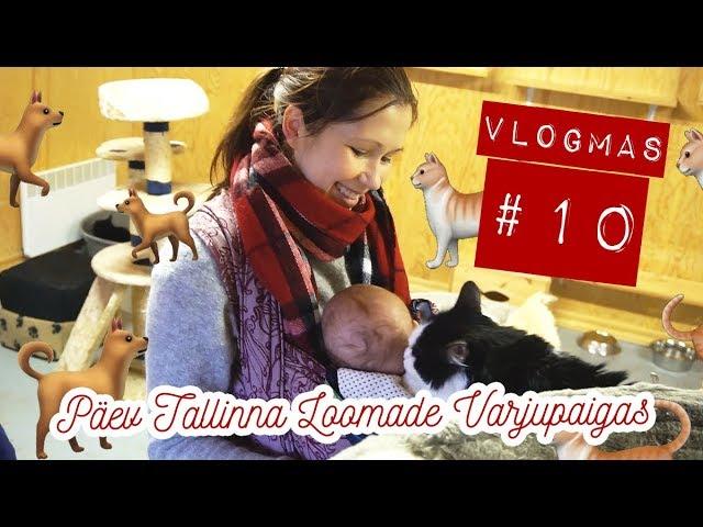 VLOGMAS #10: KAKSSADA VIISKÜMMEND KASSI?!