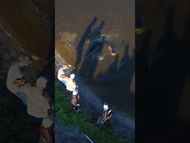 Reeling in 12 FOOT GATOR