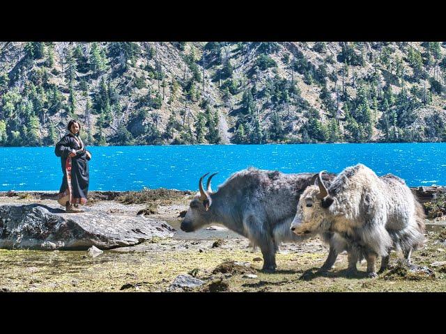 Shey Phoksundo | Dolpa Trek, Nepal | Silent Hiking the Himalayas | Tibetan Nomadic & Village Life