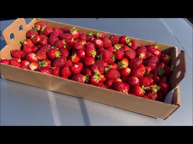 Strawberry Picking Season Engеlberry Farm Merrill, Wisconsin