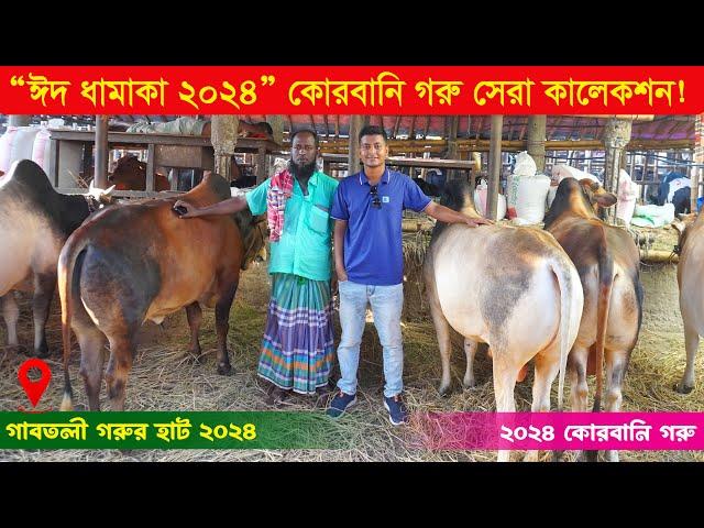 ঈদ ধামাকা 2024 - গাবতলী আলম ভাইয়ের সেরা 2024 কোরবানি গরু কালেকশন || গাবতলী গরুর হাট ২০২৪ || কৃষি ঘর