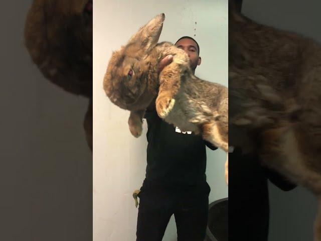 WORLDS LARGEST RABBIT  #shorts #animal #rabbit #nature