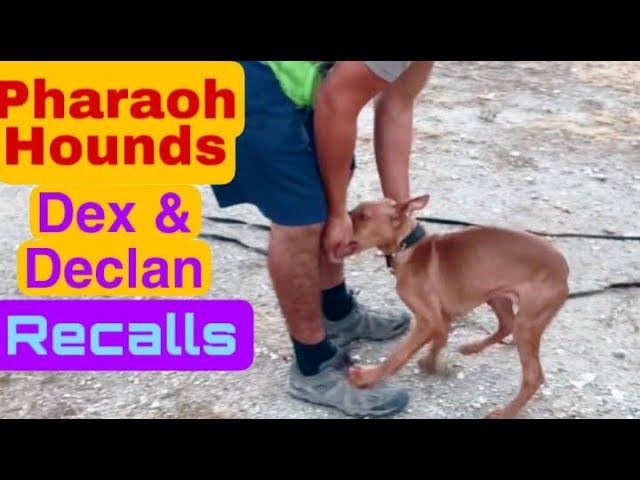 Pharaoh Hounds Declan & Dex. Recalls Training