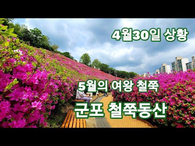 5월의 여왕 철쭉/군포 철쭉동산/어니의 힐링여행