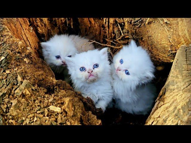 Mother cat doesn't let us to touch her poor kittens because she already lost her kittens!