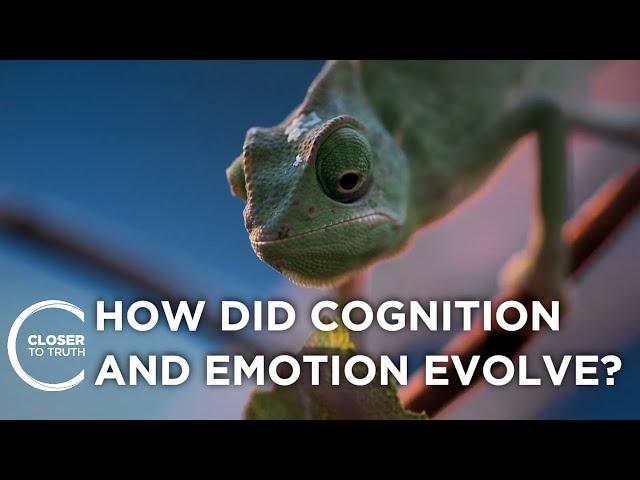 How did Cognition and Emotion Evolve? | Closer To Truth