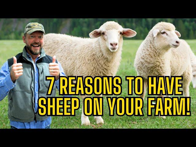 7 Reasons You Want Sheep On Your Farm