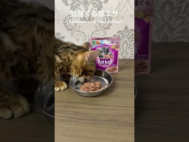 Buy on Amazon  Awakening cat food #amazon #Bengal #cat #shorts