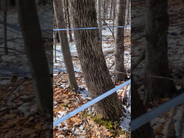showing design of having 5/16" straight downhill for best production. #mainline #maple #nature