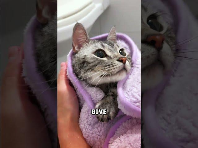 How To Calm Cats For Baths