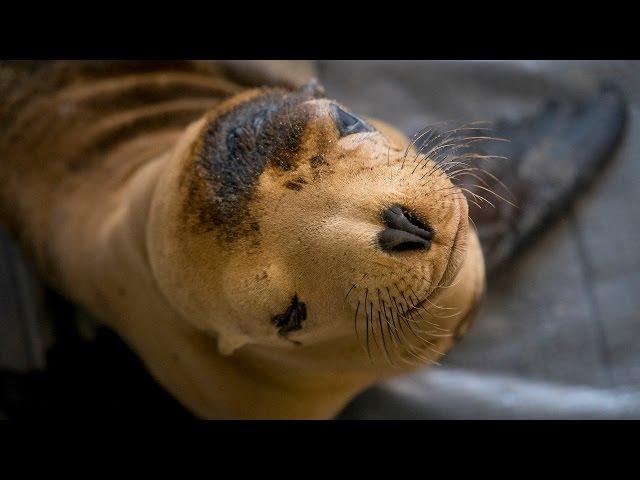 UC Davis Specialists Rescue Animals in Oil Spill