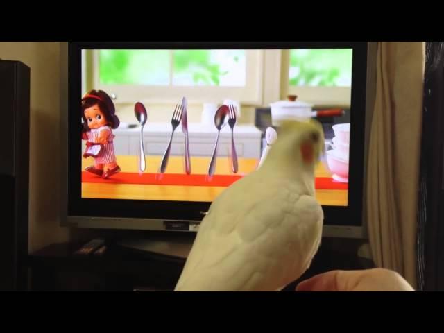 オカメインコ キューピーでノリノリ