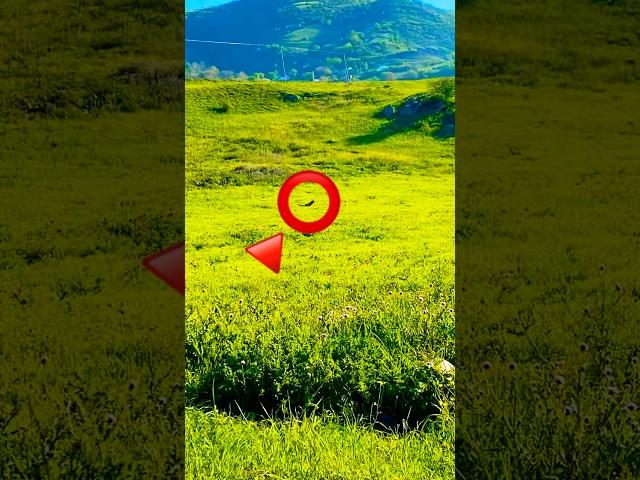 NƏDİ O ? 