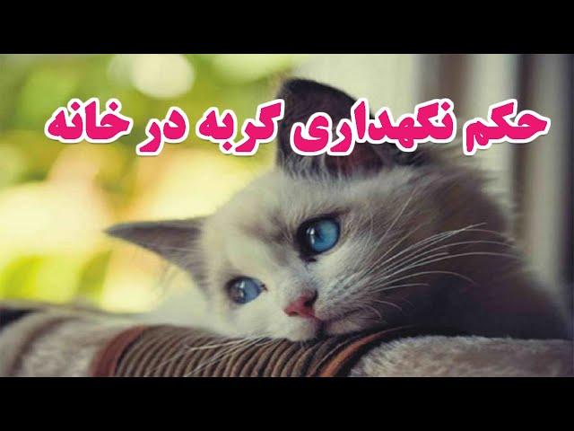 نگهداری گربه در خانه از نظر اسلام چه حکم دارد؟