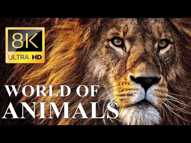 "The King of the Jungle: An Inside Look at Lions 8K " ️ #nature #wildlifephotography #wildkingdom