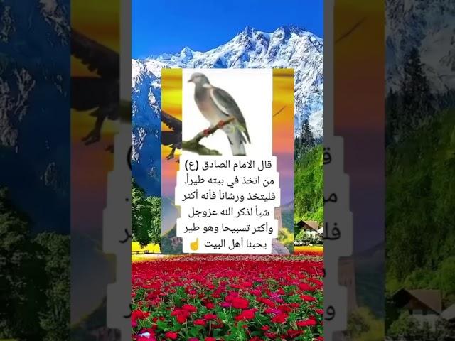 قال ألإمام علي الصادق عليه السلام #اقوال_الامام_علي #اكسبلور #الامام_الحسن