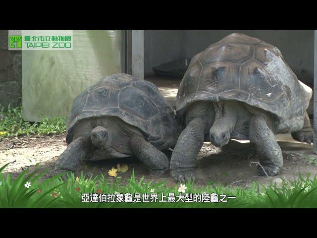 【野生動物福祉月】亞達伯拉象龜 動物的營養