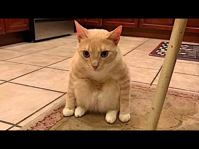 NEW Cat Videos 2024  Funny Cat Videos − Funny Cats