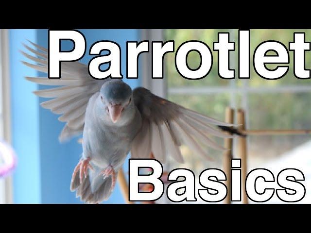 Parrotlet Care For Beginners | Topics