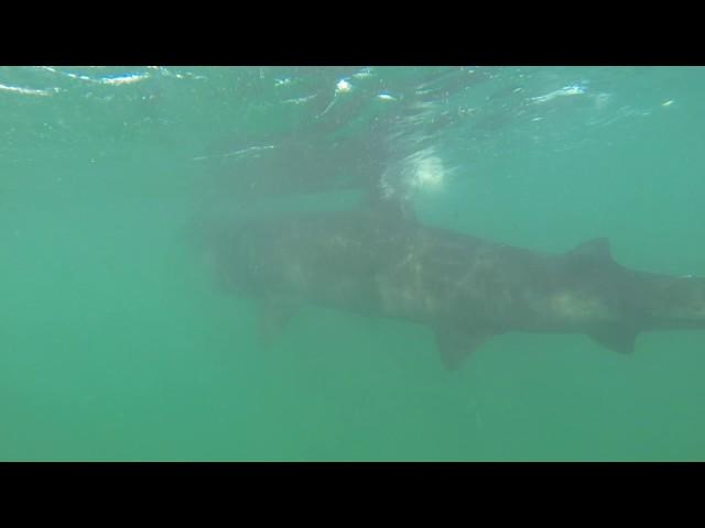 Swimming With Basking Shark Scotland