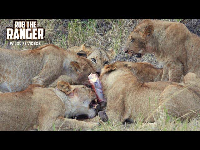 Lion Pride Chew On A Gnu | Maasai Mara Safari | Zebra Plains